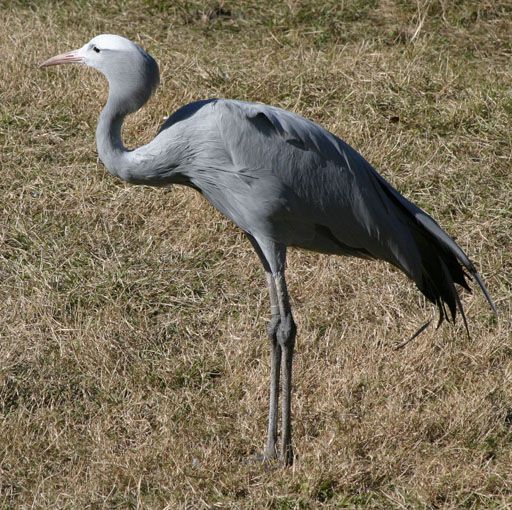 File:Anthropoides paradiseaPCCA20051227-1883B.jpg