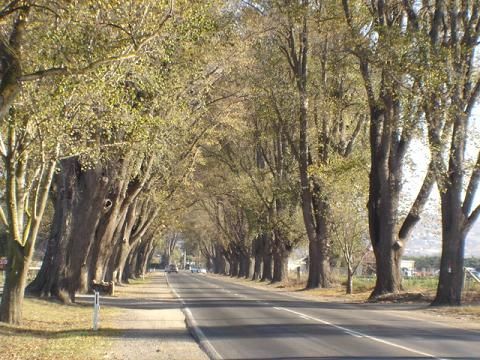 File:Avenue of Honour in Bacchus Marsh.jpg