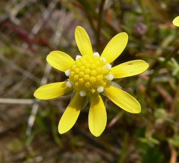 File:Blennosperma nanum.jpg