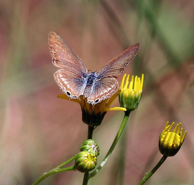 File:Blues Butterfly (6500 ft.) I IMG 6389.jpg