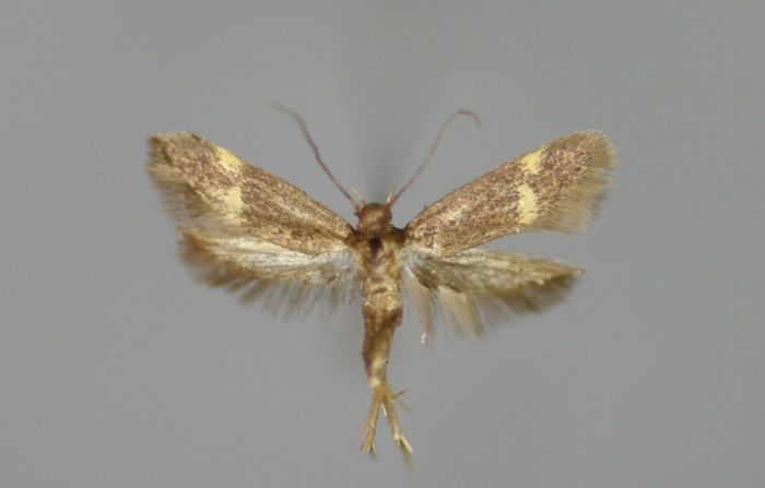 File:Borkhausenia minutella W1.jpg