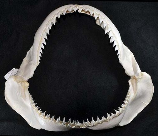 File:Carcharhinus altimus jaws.jpg