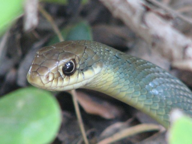 File:Coluber constrictor ssp. oaxaca.jpg