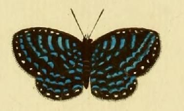 File:Delias ceneus.JPG