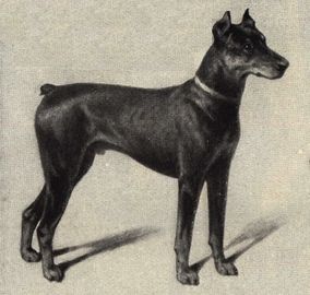 File:Doberman Pinscher Portrait.jpg