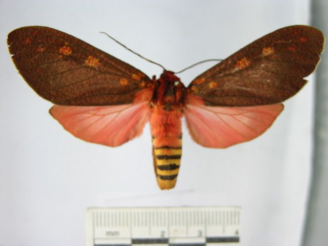 File:Elysius cingulata1.JPG