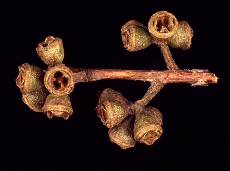 File:Eucalyptus dorrigoensis buds.jpg