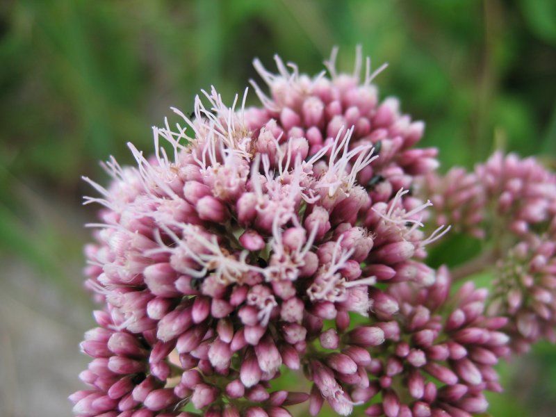 File:Eupatorium cannabinum bluete.jpeg