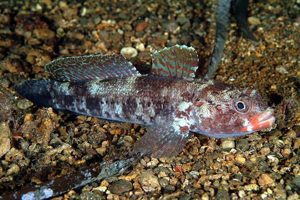 File:Gobius cruentatus 1 (Stefano Guerrrieri).jpg