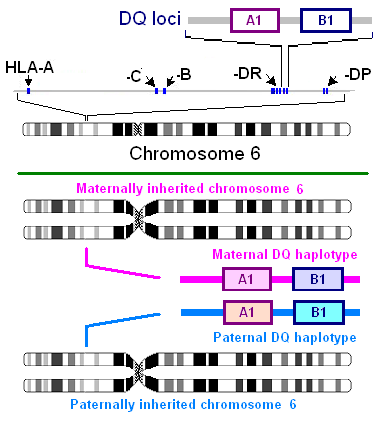 File:HLA-DQ locus.png