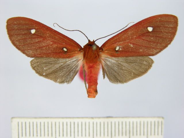 File:Hyperthaema sororita.JPG