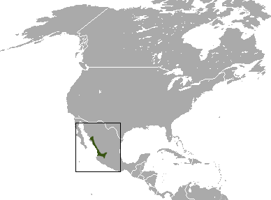 File:Large-eared Gray Shrew area.png