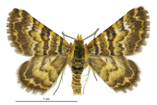 File:Notoreas casanova male.jpg