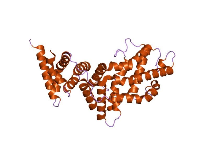 File:PDB 1wer EBI.jpg