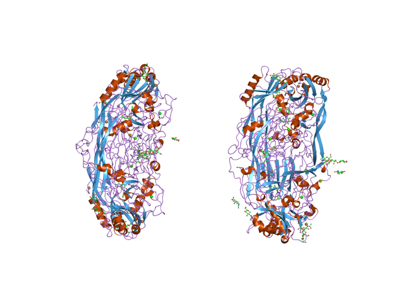 File:PDB 2c11 EBI.png