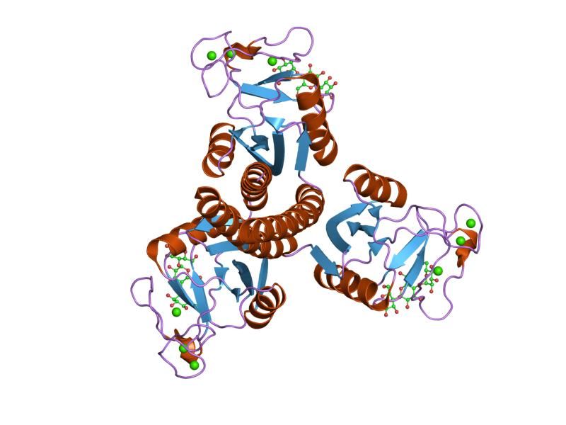 File:PDB 2ggu EBI.jpg