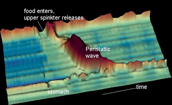 File:Peristaltic.jpg