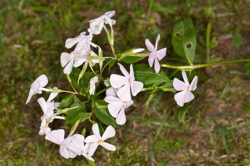 File:Phlox pulchra SEF.jpg