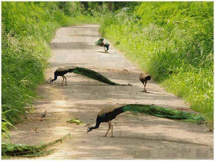 File:Photo of peacocks in gilgit.jpg