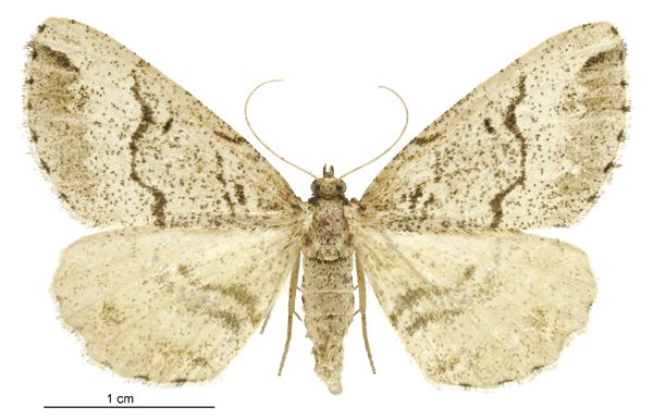 File:Pseudocoremia melinata female.jpg