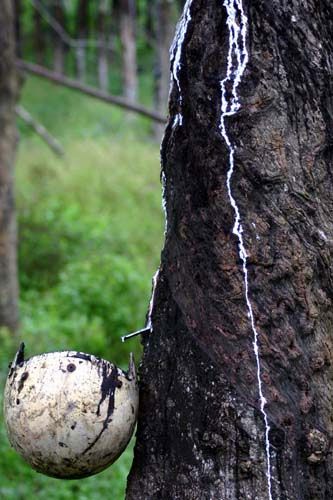 File:Rubber dripping.jpg