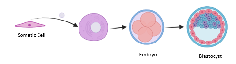 File:Somatic Cell Nuclear Transfer.png