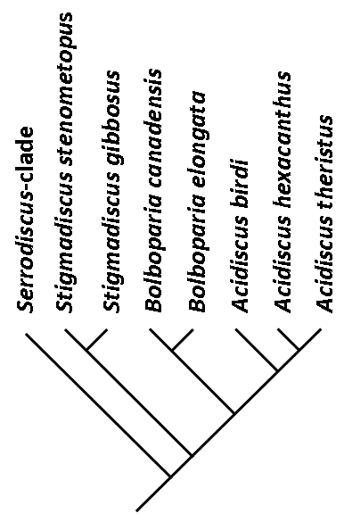 File:Stigmadiscus cladogram.png