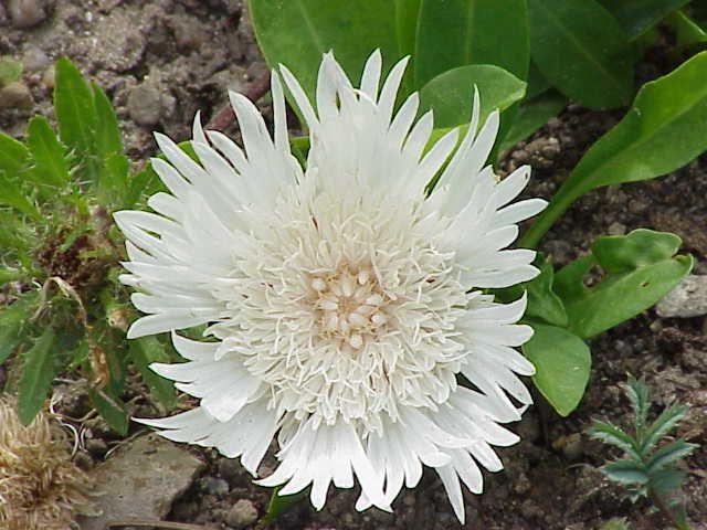 File:Stokesia laevis0.jpg