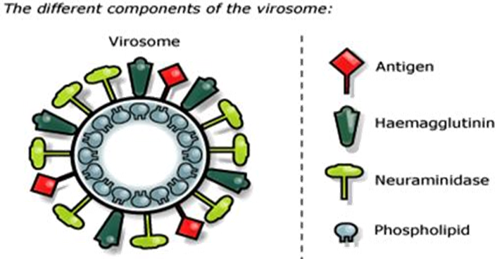 File:Virosome Components.png