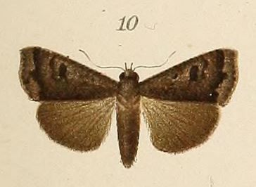 File:Voeltzkow-pl.6-fig.10-Anomis grisea (Pagenstecher, 1907).JPG