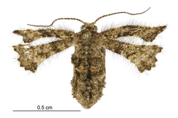 File:Zermizinga indocilisaria female.jpg