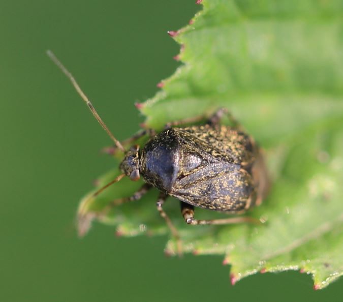 File:2020 08 16 Charagochilus gyllenhalii.jpg