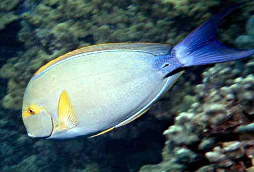 File:Acanthurus xanthopterus by NPS.jpg