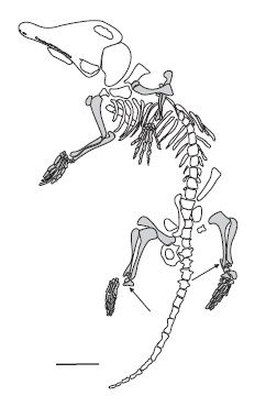 File:Akidolestes.jpg