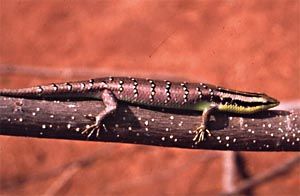 File:Arboreal skink.JPG