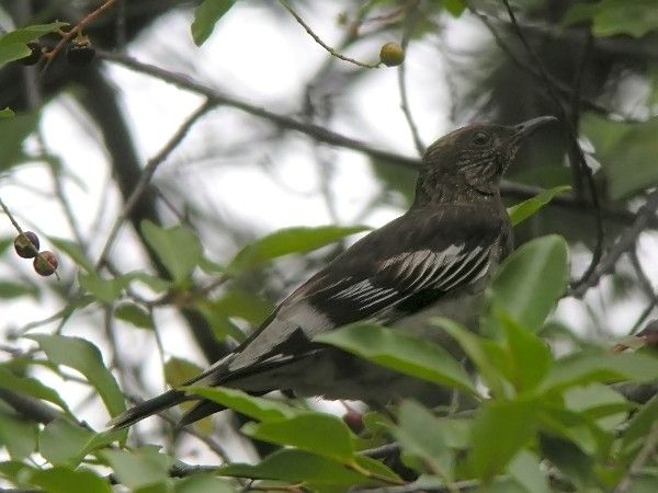 File:Aztec Thrush (Ridgwayia pinicola) in tree.jpg