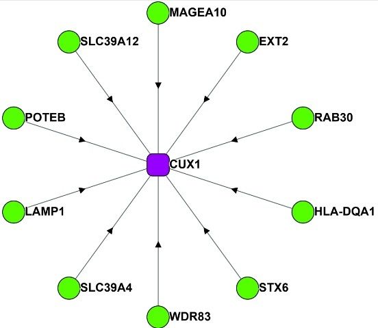 File:BioPlexCUX1c.jpg