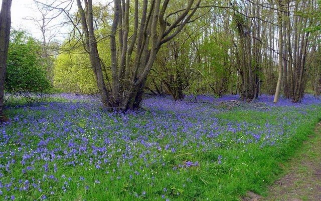 File:Bluebell wood - geograph.org.uk - 1279971.jpg