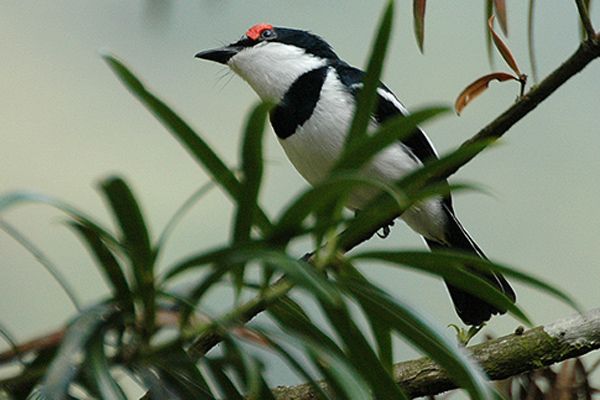 File:Brownthroatedwattleeyemale.jpg