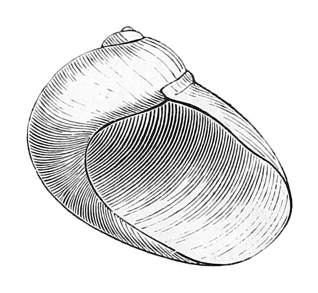 File:Coriocella nigra shell.png