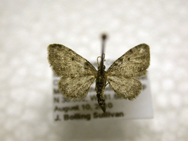 File:Eupithecia russeliata.jpg