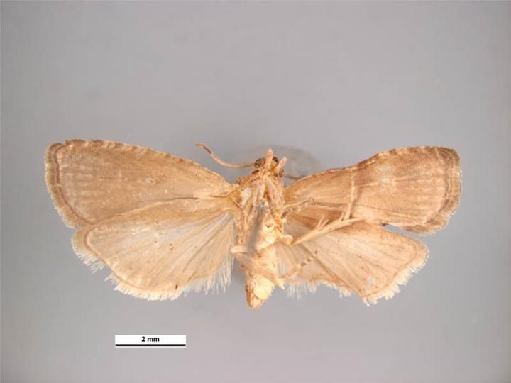 File:Grapholita molesta ventral.jpg