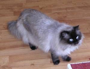 File:Himalayan cat percy.jpg