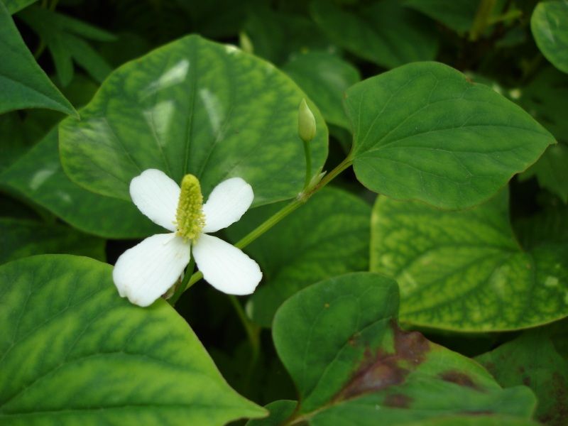 File:Houttuynia cordata.jpg