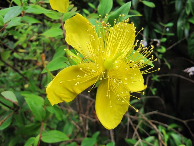 File:Hypericum kouytchense (4855158432).jpg