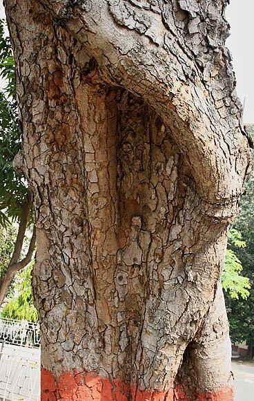 File:Kigelia africana Bark.jpg