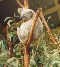 File:Koalas-at-Lone-Pine-1.jpg