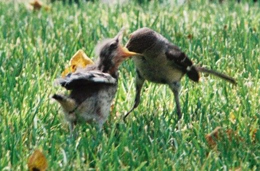 File:Mockingbird Feeding Chick013.jpg