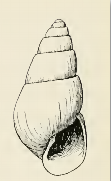 File:Odostomia baranoffensis.png