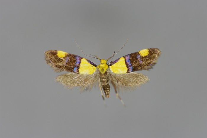 File:Oecophora bractella W.jpg